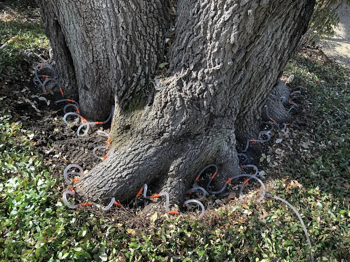 Detailed Tree Cabling and Bracing job site in Alvarado