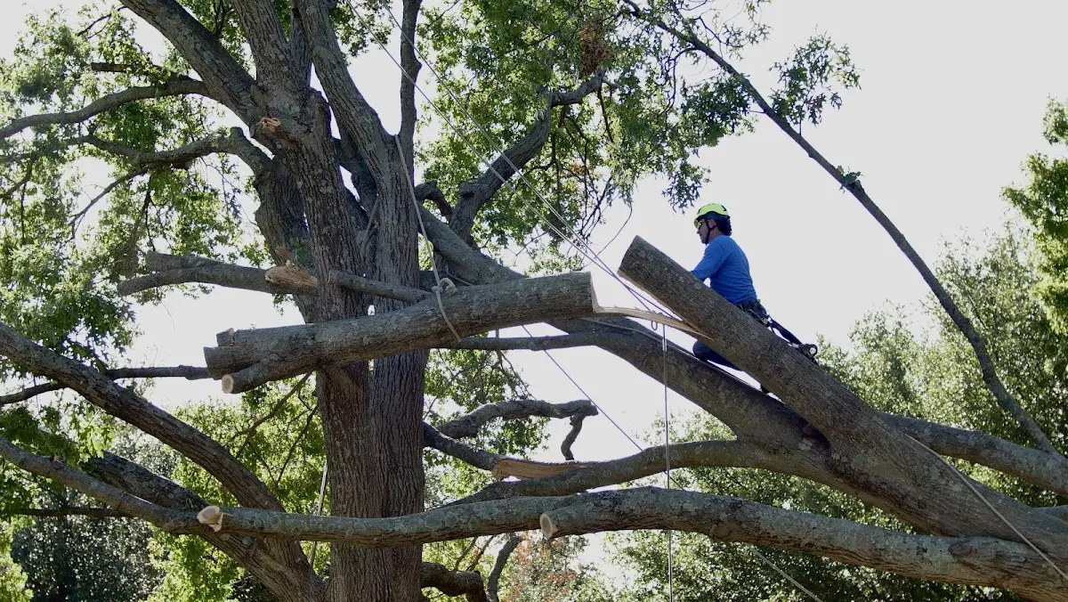 Professional Crown Thinning performed by certified arborists in Alvarado