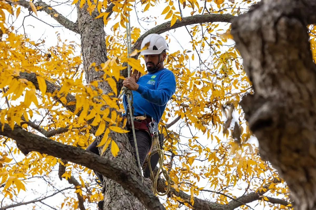 Skilled Tree Pruning crew working in Alvarado