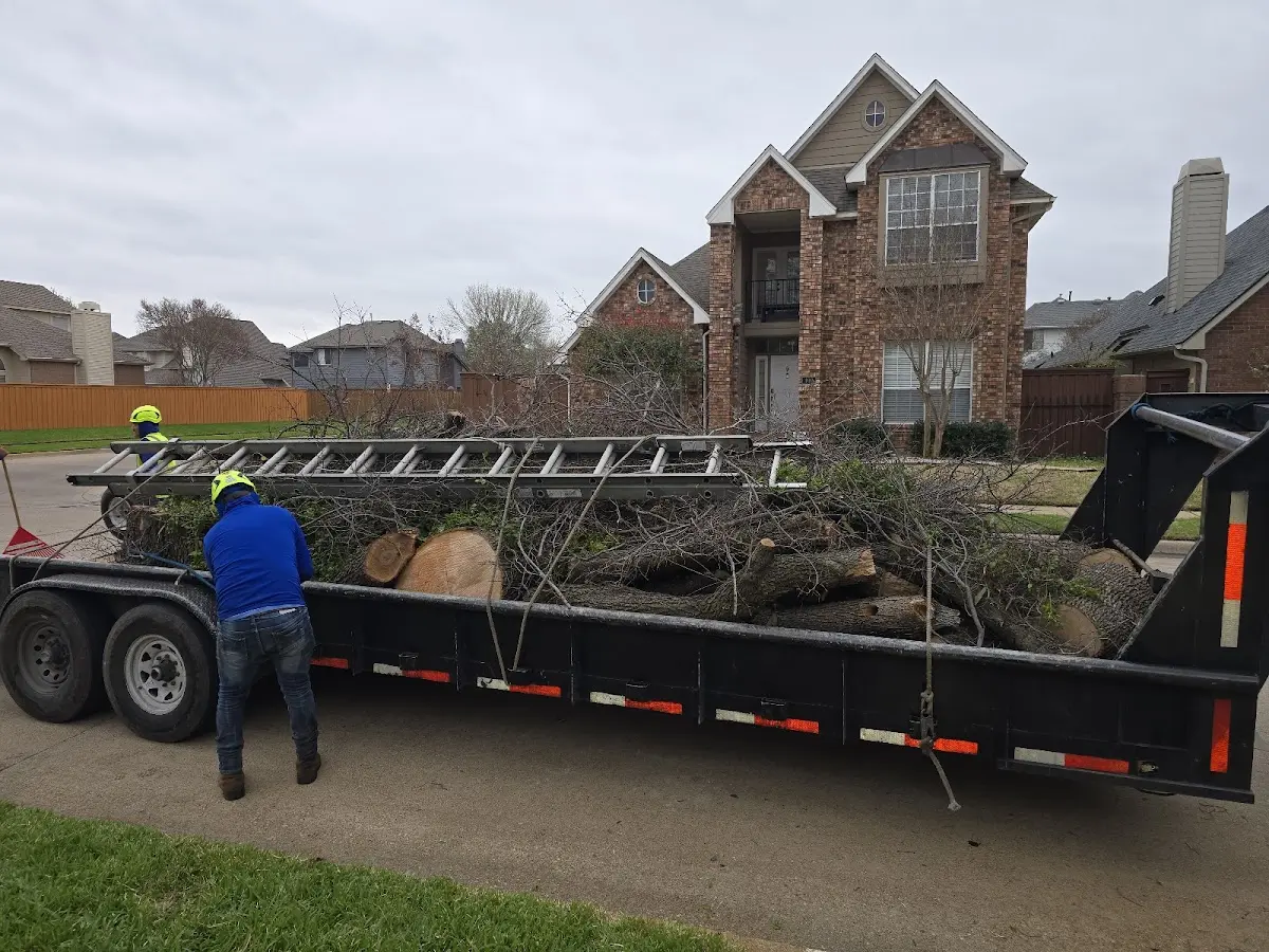 Expert Tree Removal with proper safety equipment in Alvarado